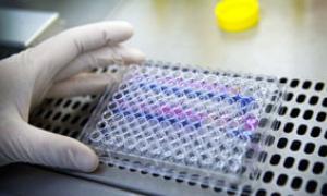 The Promising Role of the Immune System in Cancer