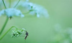 Prevent Bug Bites: What to Know Before You Go